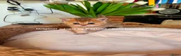 British Shorthair cats for sale: GCCF Registered British Shorthair Kittens Golden🌟 - Advert 11