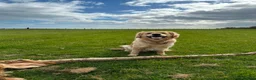 Goldador dogs for sale: Goldador puppies  - Advert 18
