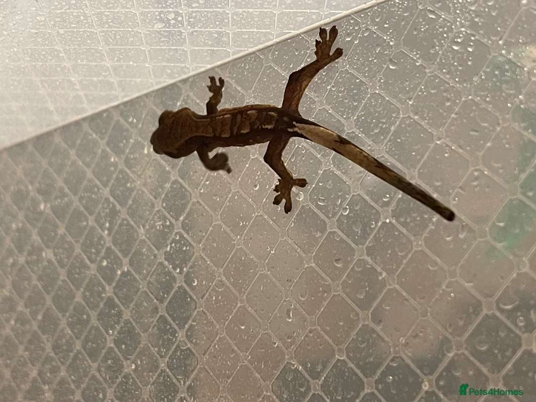 Gecko reptiles for sale: Crested geckos  - Advert 3