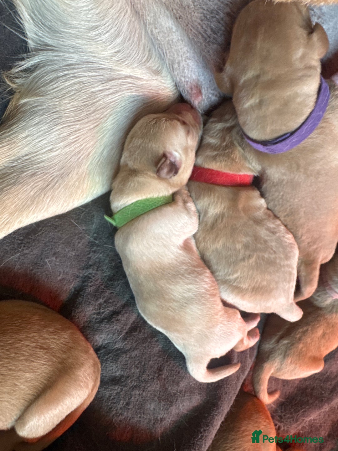 Labrador Retriever dogs for sale: Labrador puppy for Christmas? Dog for life - Image 7