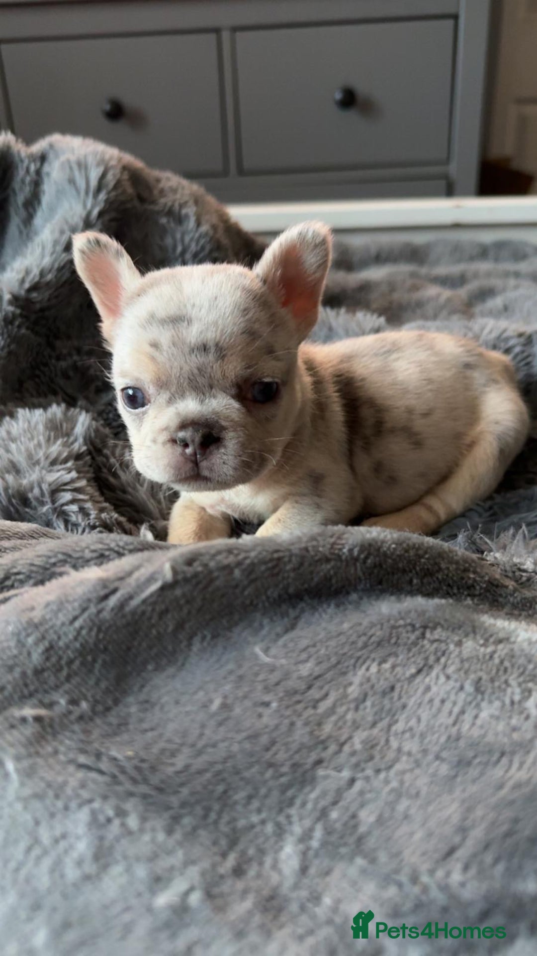 French Bulldog dogs for sale: Fluffy Carrier Girl - Advert 8