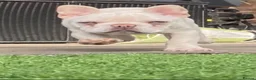 French Bulldog dogs for sale: Fluffy French bulldog puppies  - Advert 1