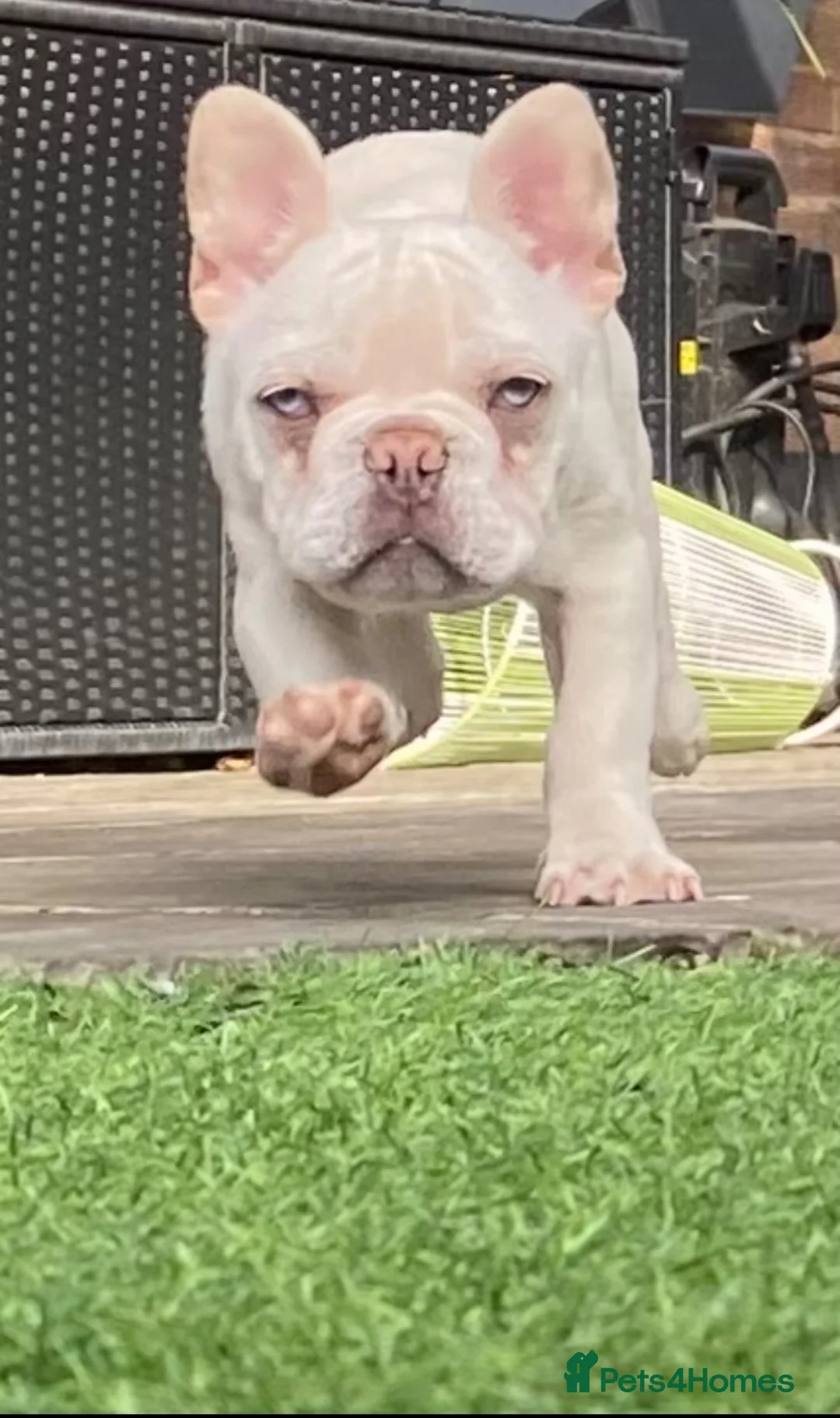 French Bulldog dogs for sale: Fluffy French bulldog puppies  - Advert 1