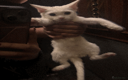 Turkish Angora cats for sale: 12 weeks old white cat - Image 3