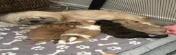 Shihpoo dogs for sale: Hypoallergenic Shitpoo Wee Boys - Advert 1