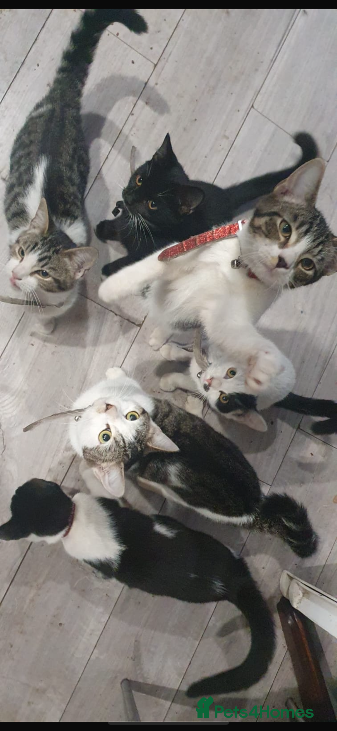 Mixed Breed cats for sale: 5 Cute Kittens Ready for New Homes!! 🐾 - Image 8