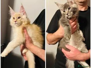 Maine Coon cats Ready to go TICA Maine Coon kittens active availab - Advert 12