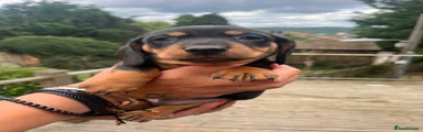 Dachshund 4