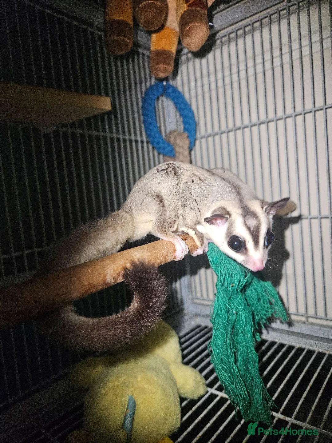 Sugar Glider rodents for sale: Male and female sugar glider 9 months old  in Crook - Advert 1