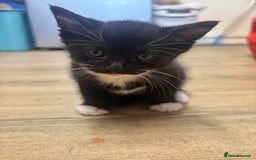Mixed Breed cats for sale: Adorable Male Kittens Ready to Reserve - Image 7