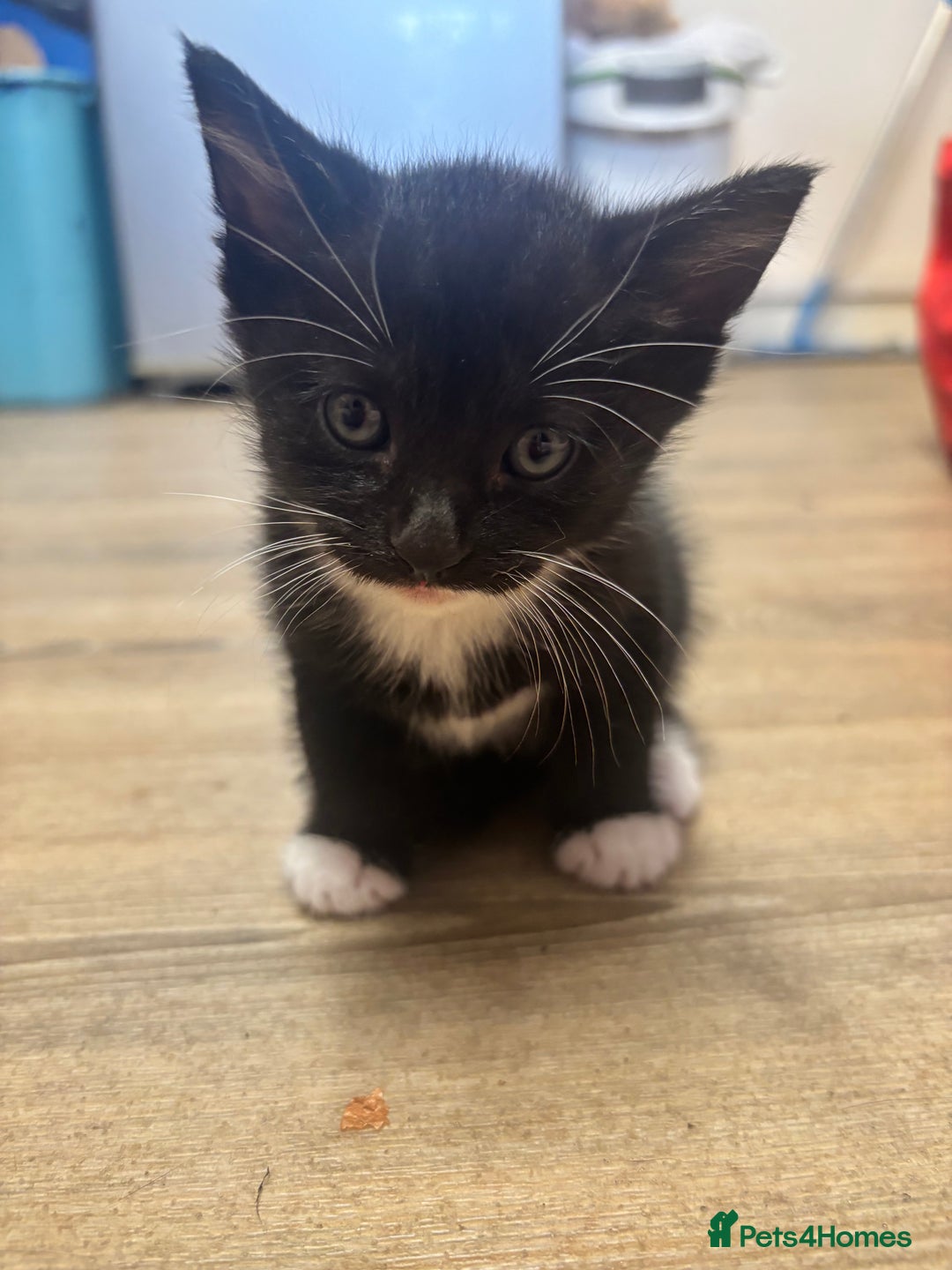 Mixed Breed cats for sale: Adorable Male Kittens Ready to Reserve - Image 7