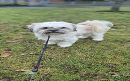 Lhasa Apso dogs for sale: Lhasa Apso Girl - Image 4