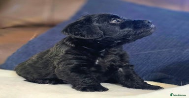 Doxiepoo dogs - Advert 2