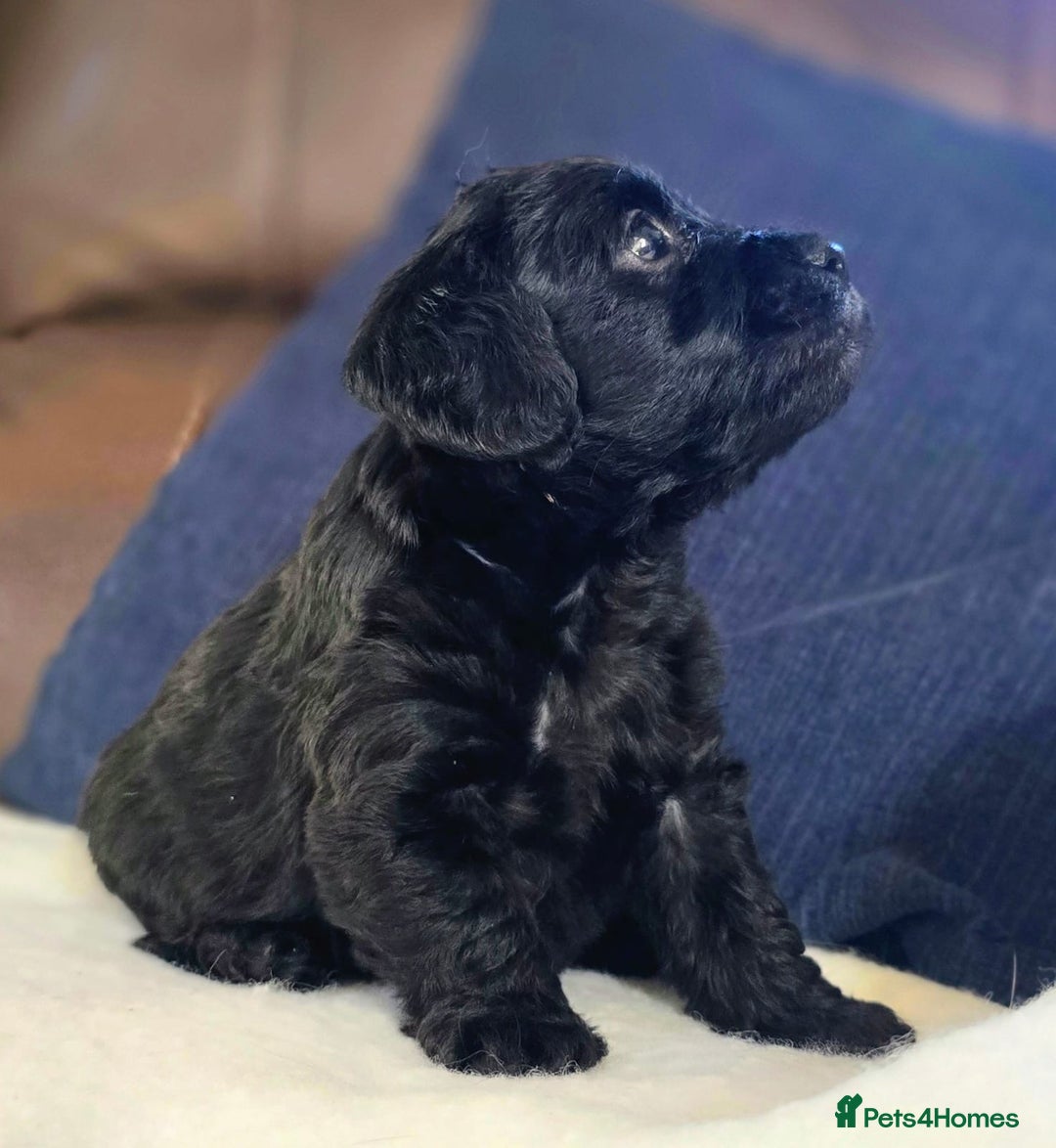 Doxiepoo dogs for sale: Stunning F1 Doxiepoos  - Image 4