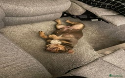 English Bulldog dogs for sale: 2 year old female bulldog - Image 5