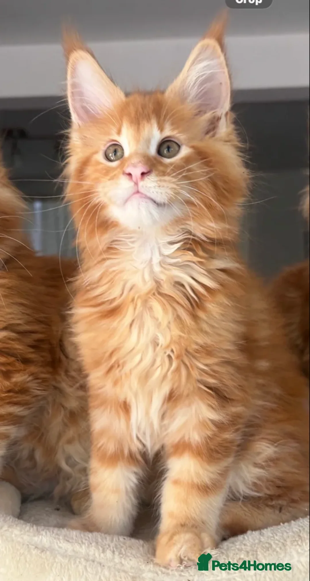 Maine Coon cats for sale: Ready Now TICA Registered Male Maine Coon Kitten - Advert 7