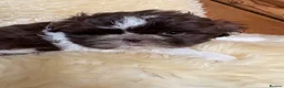 Shih Tzu dogs for sale: Stunning Shih Tzu puppies - Advert 3