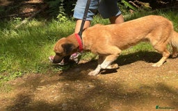 Mixed Breed dogs for adoption: Pony - Norwich Norfolk  - Image 13