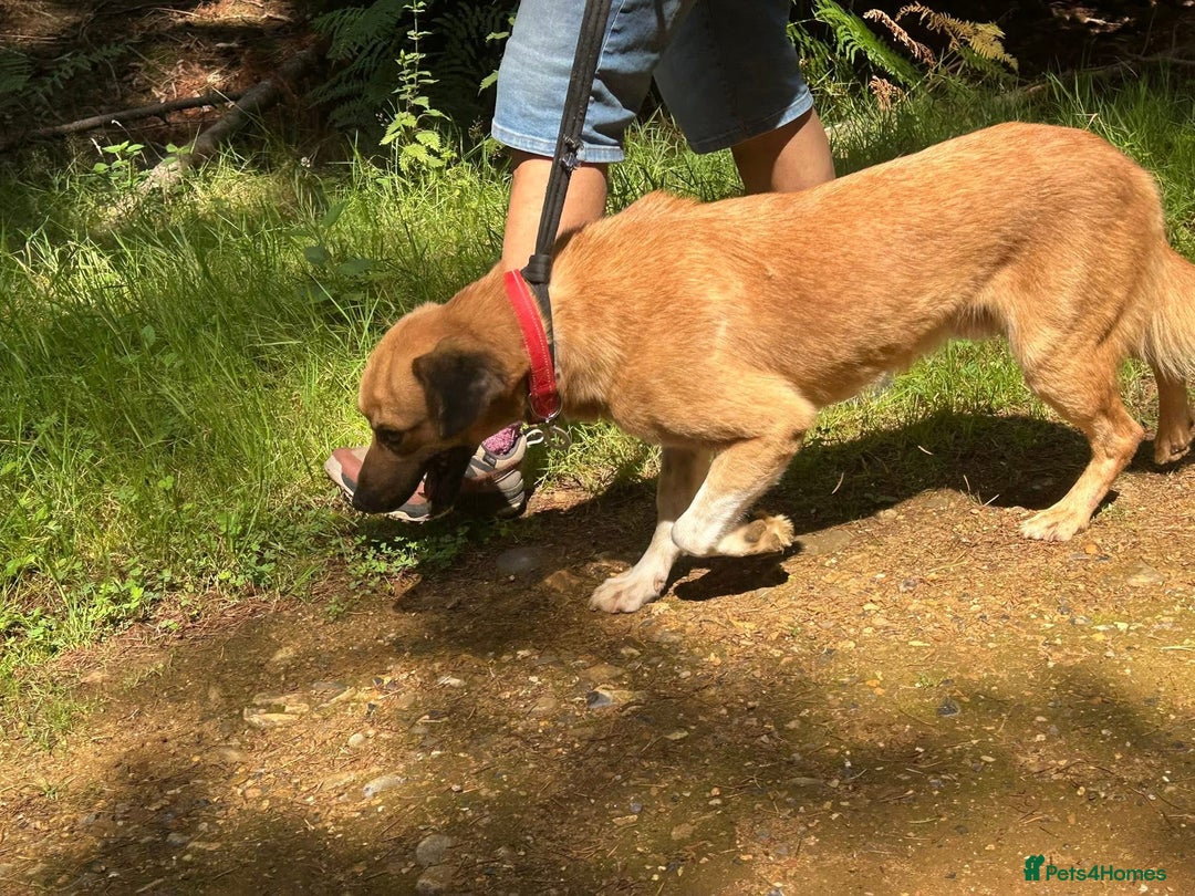 Mixed Breed dogs for adoption: Pony - Norwich Norfolk  - Image 13