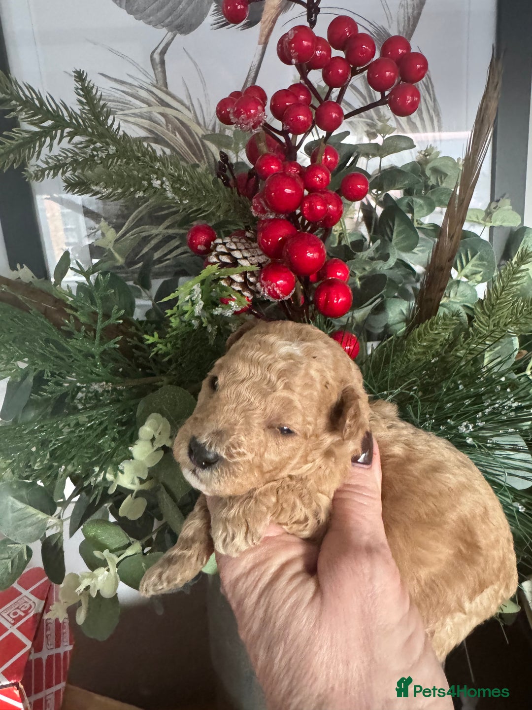 Toy Poodle dogs for sale: KC STUNNING TRUE TOY POODLES  - Advert 3