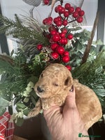 Toy Poodle dogs KC STUNNING TRUE TOY POODLES - Advert 16