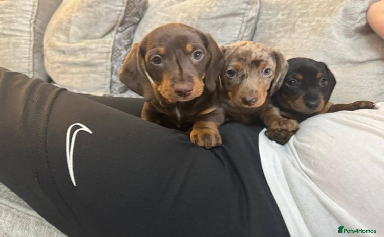 Miniature Dachshund dogs - Advert 1