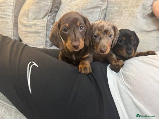 Miniature Dachshund dogs - Advert 1