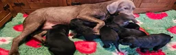 Labrador Retriever dogs for sale: 8 BEAUTIFUL KCREG LABRADORS. HEALTH TESTED PARENTS - Advert 22