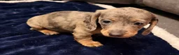 Miniature Dachshund dogs for sale: Miniature Dachshund Puppies - Advert 8