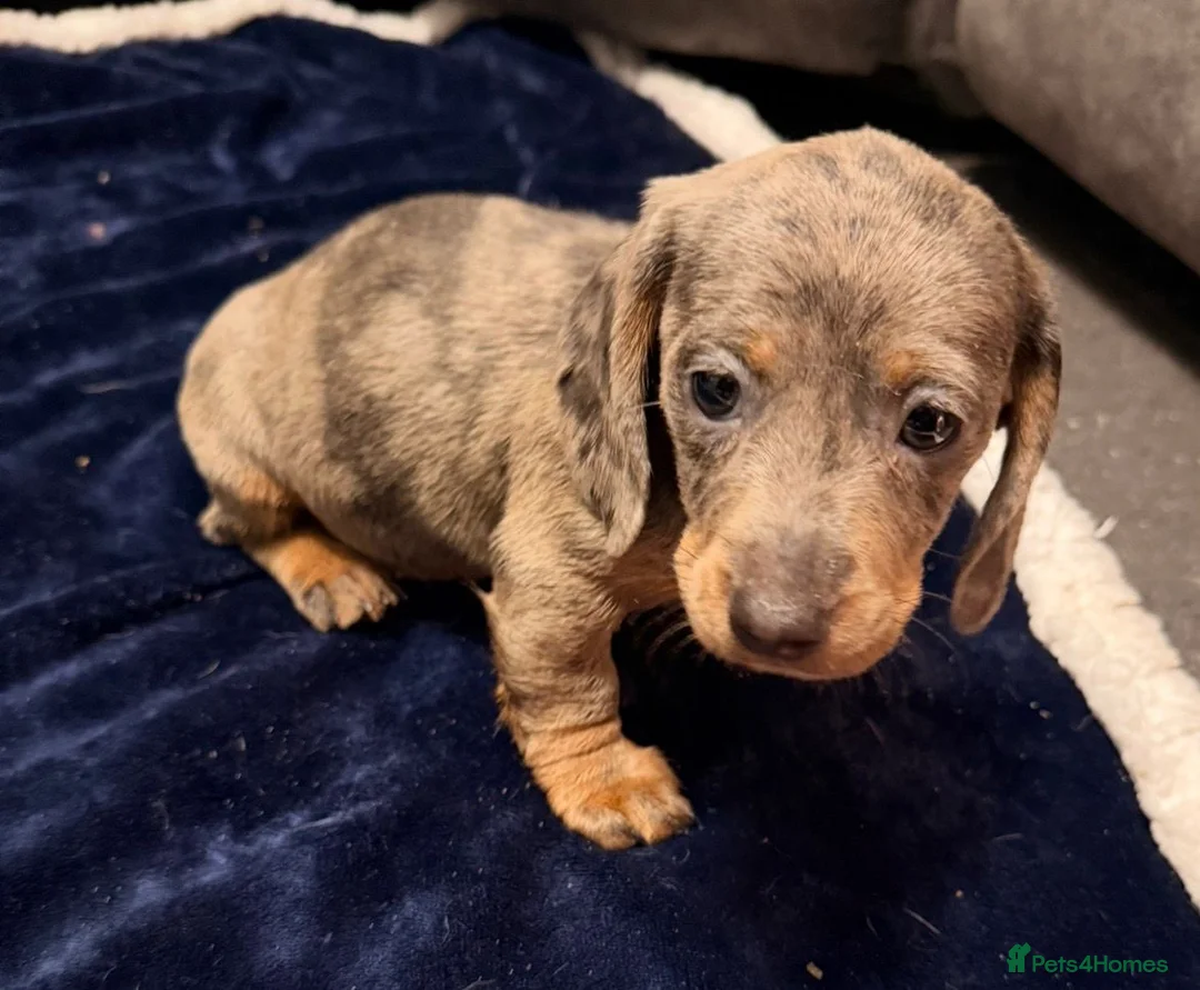 Miniature Dachshund dogs for sale: Miniature Dachshund Puppies - Advert 8