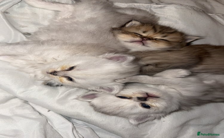 Persian cats - Advert 3