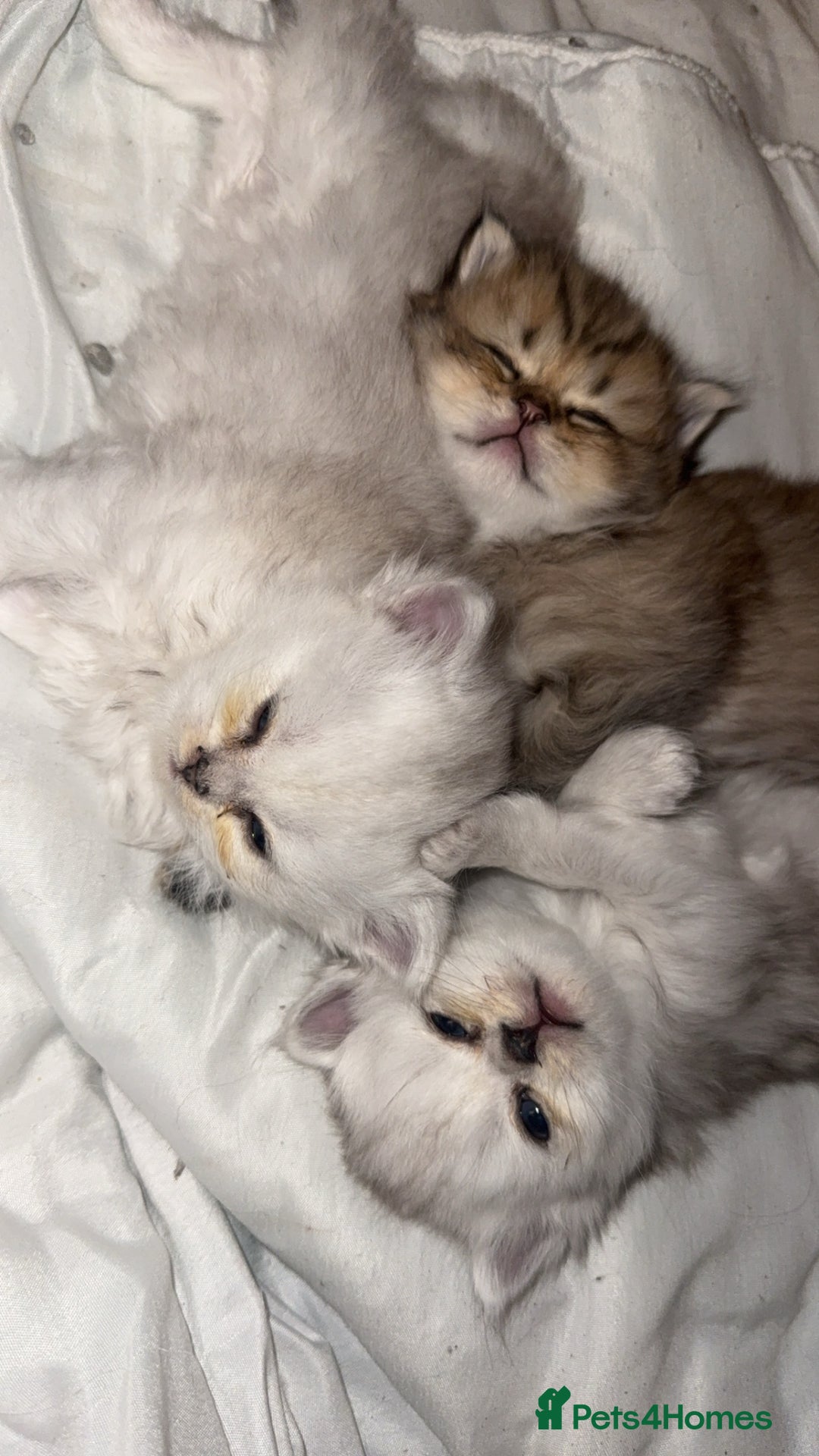 Persian cats for sale: Persian chinchilla kittens  - Image 1