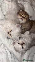 Persian cats - Advert 6