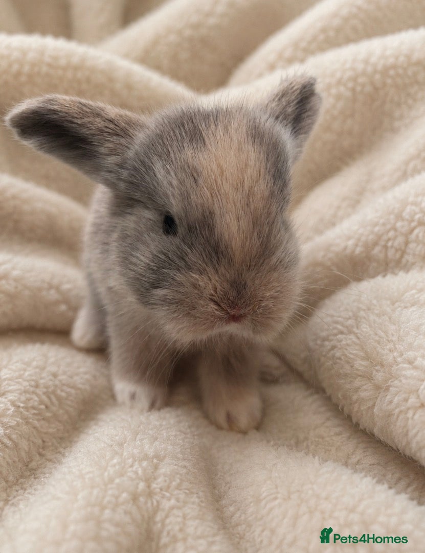 English Lop rabbits for sale: Message for more information  in Doncaster - Advert 2