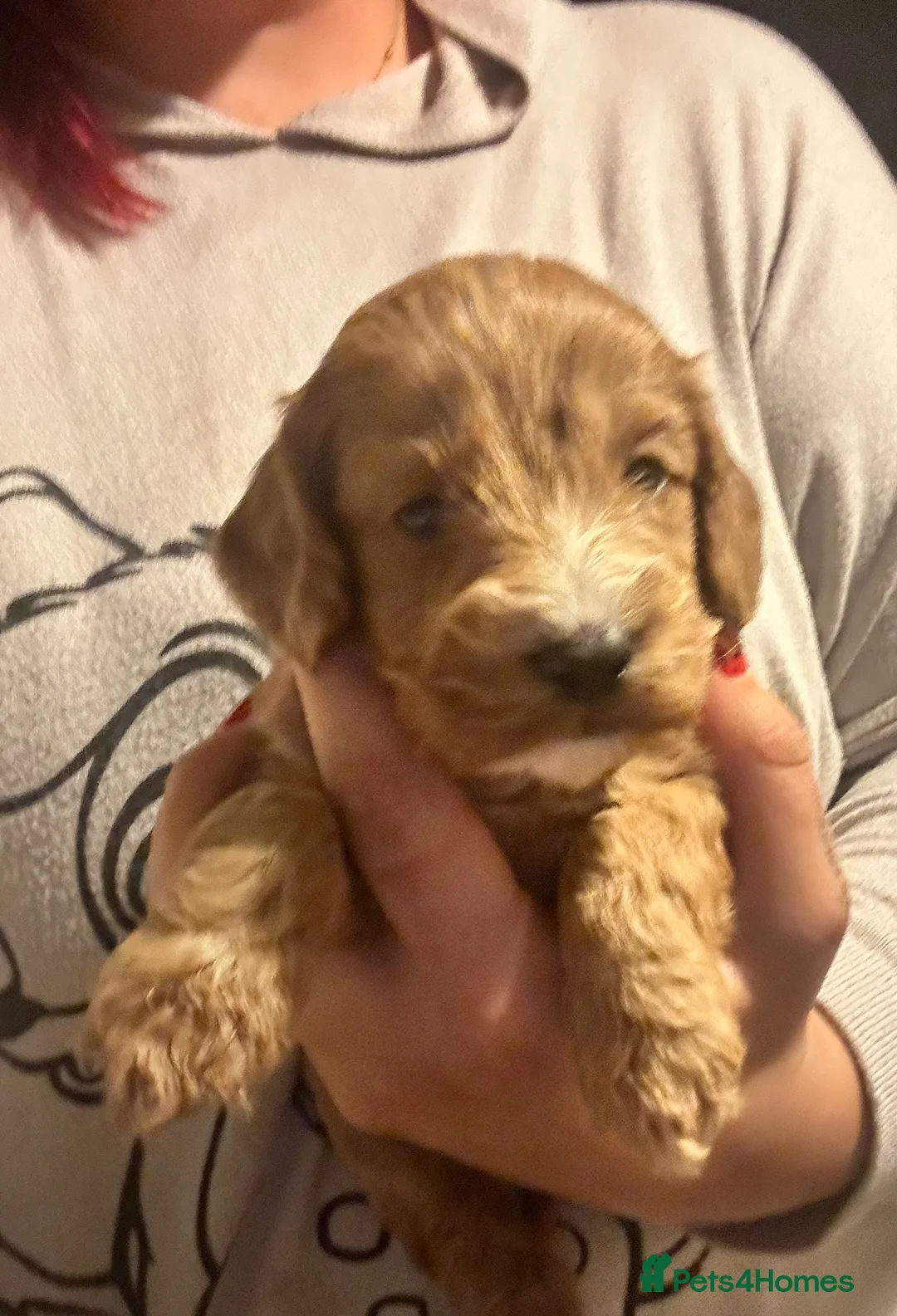 Toy Poodle dogs for stud: Gorgeous Red Toy Poodle KG REG & Health tested  - Advert 9