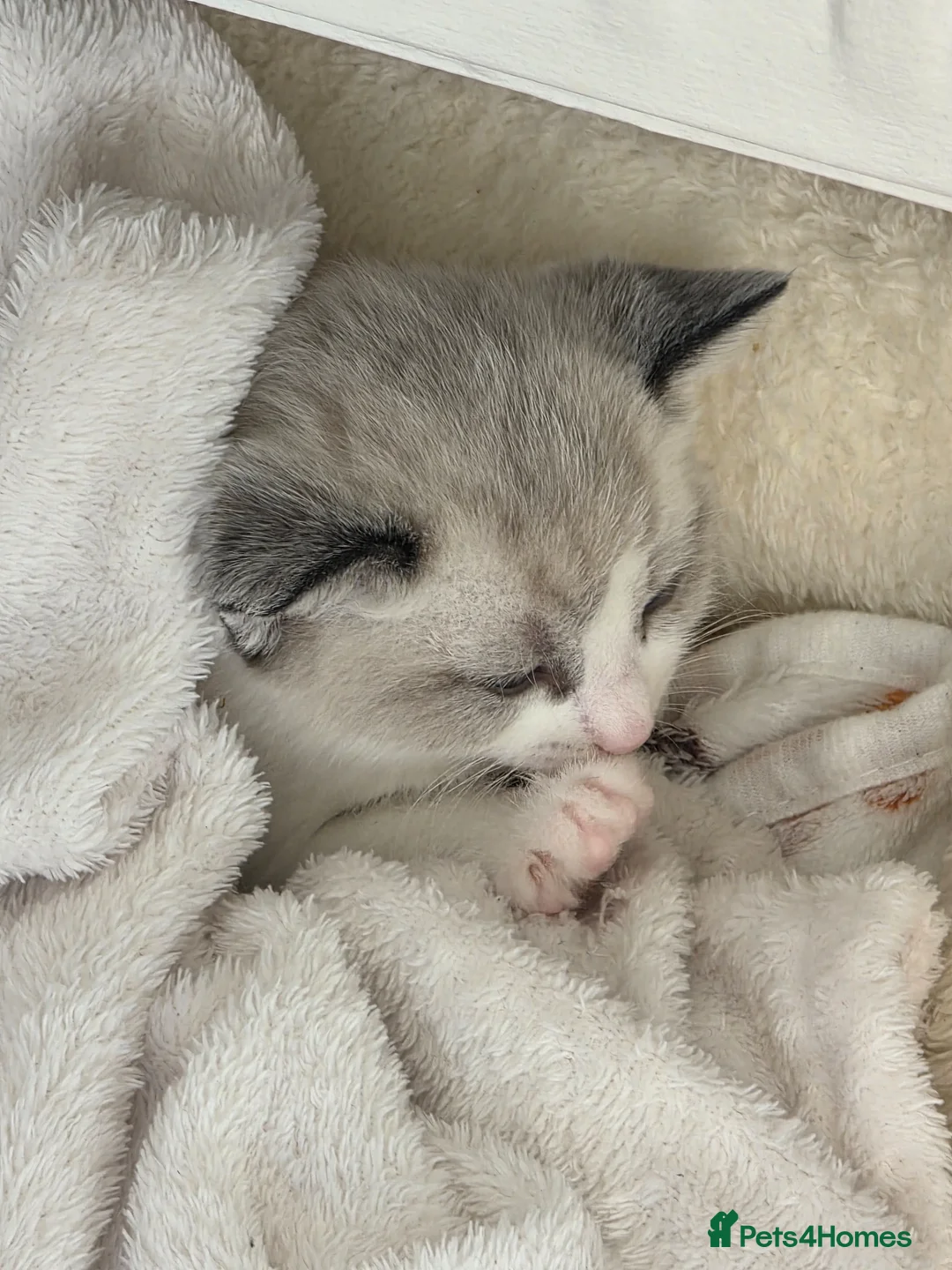 Mixed Breed cats for sale: Beautyfull little billy  - Advert 1