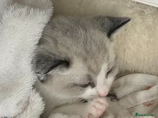 Mixed Breed cats Beautyfull little billy - Advert 2