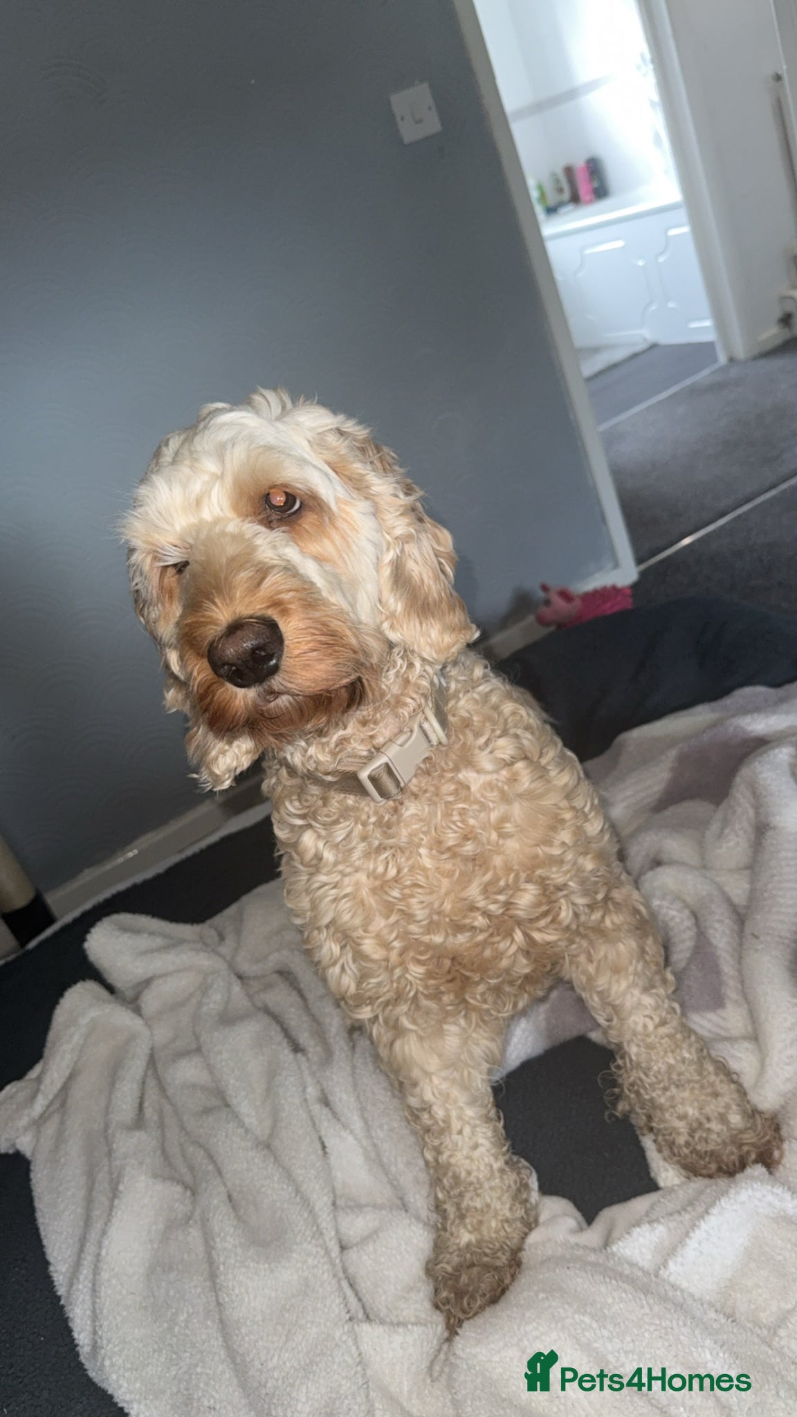 Cockapoo dogs Lola the cockapoo - Advert 8
