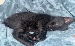 Bombay cats for sale: Kittens - Advert 17