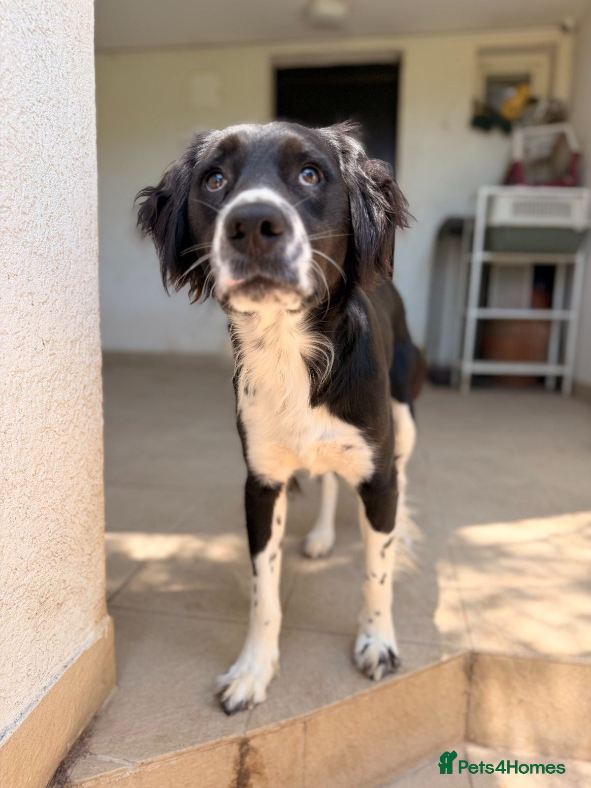 Mixed Breed dogs 🐾Sweet Noddy is looking for a home 🐾 - Advert 9