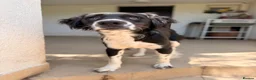 Mixed Breed dogs for adoption: 🐾Sweet Noddy is looking for a home 🐾 - Advert 3