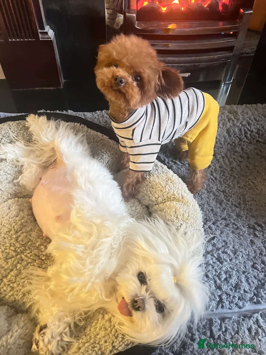 Maltipoo dogs for sale: family pet litter Mini Maltipoo puppies  - Advert 6