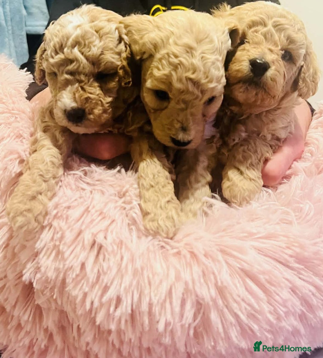 Maltipoo dogs for sale: Beautiful Maltipoo Puppies for Sale – 3 Boys - Advert 14