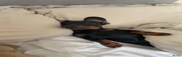 Dachshund dogs for sale: Rehome in Skelmersdale - Advert 4
