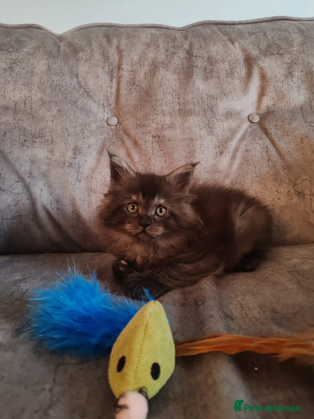 Maine Coon cats for sale: XL Polydactyl Black Smoke Maine Coon - Advert 1