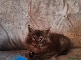 Maine Coon cats XL Polydactyl Black Smoke Maine Coon - Advert 14