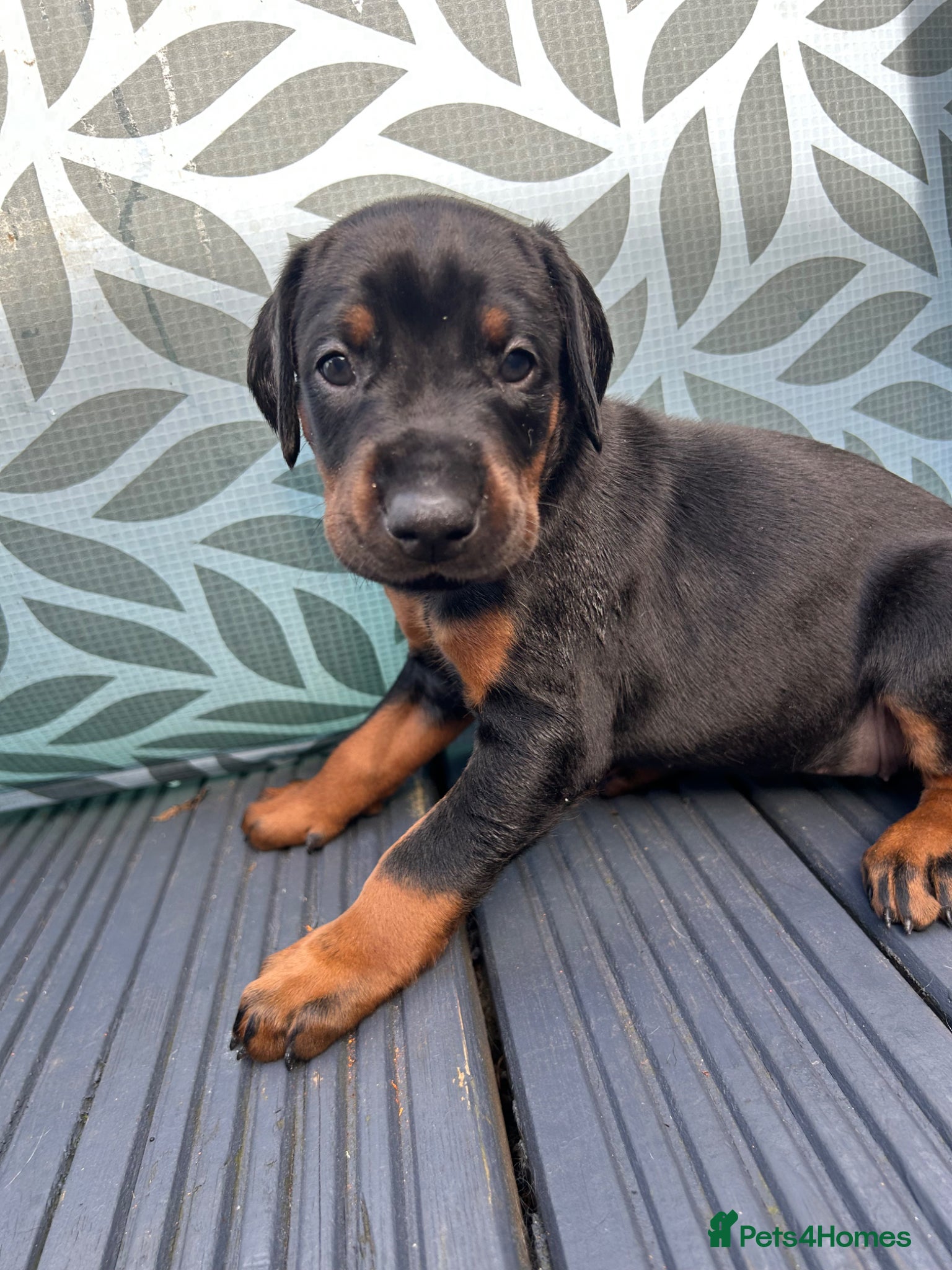 Dobermann dogs Last 2 beautiful girl doberman for sale  - Advert 6