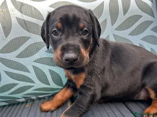 Dobermann dogs Last 2 beautiful girl doberman for sale - Advert 6