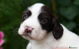 Cocker Spaniel dogs for sale: 4 male KC working cocker spaniel puppies - Image 2