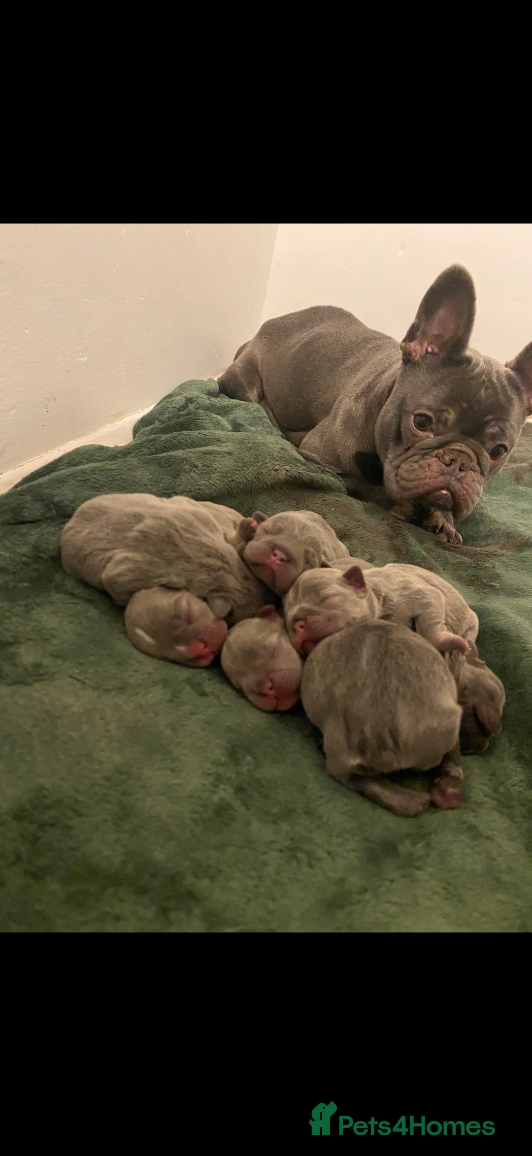 French Bulldog dogs for sale: Family raised French bulldog puppies  - Advert 1